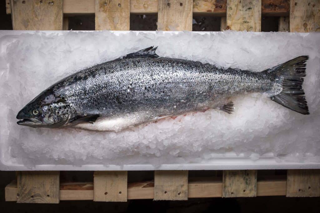 frozen salmon laying on a bed of ice